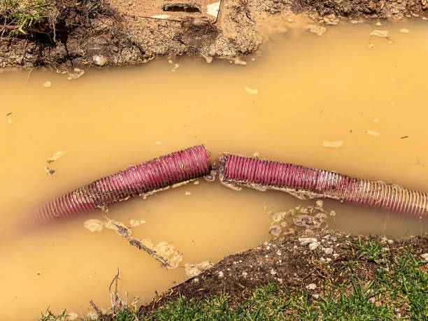 Best Carpet water damage restoration  in Rio Hondo, TX